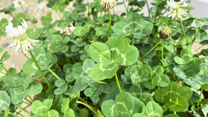 オーナー様よりクローバーをいただきました🍀