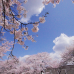 青木小学校の桜が満開です