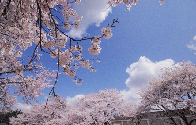 青木小学校の桜が満開です